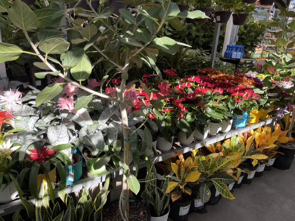 Trusted landscaping services for year-round maintenance across San Diego, CA - Fresh New Fruit