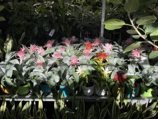 Fresh New Fruit Logo