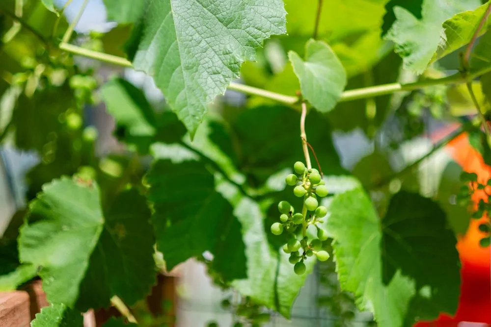 Top-rated landscape design for beautiful yards across Pewaukee, WI - Fresh Roots