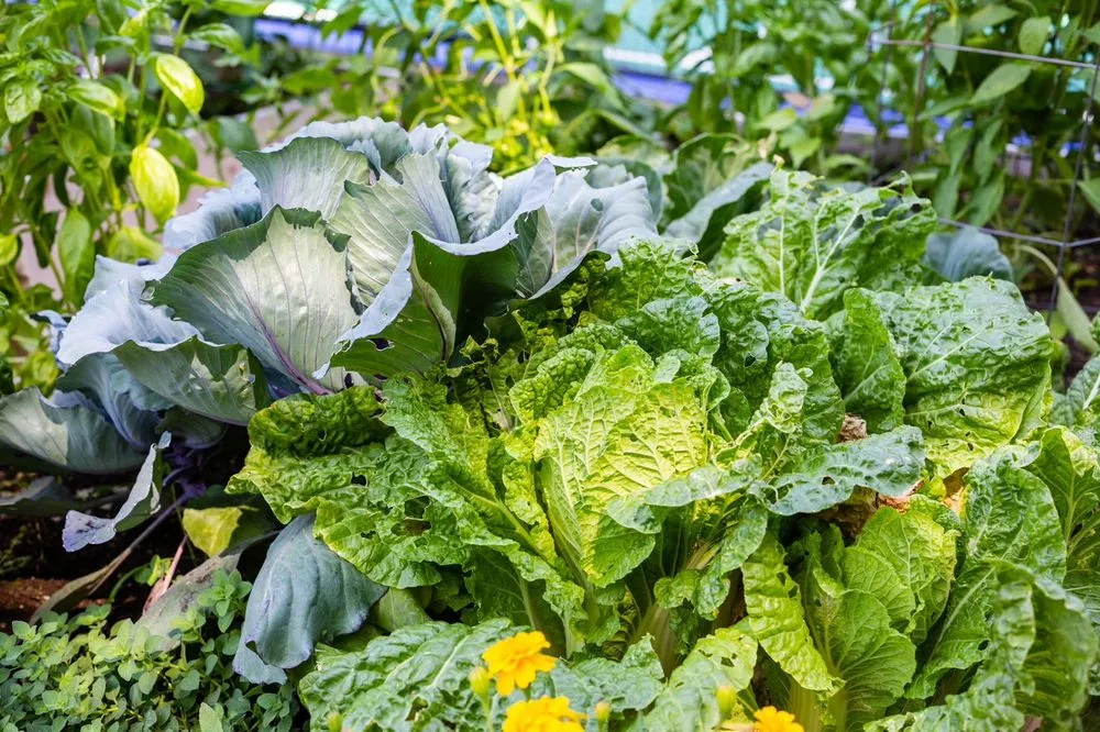 Custom yard maintenance for year-round maintenance in Pewaukee, WI by Fresh Roots