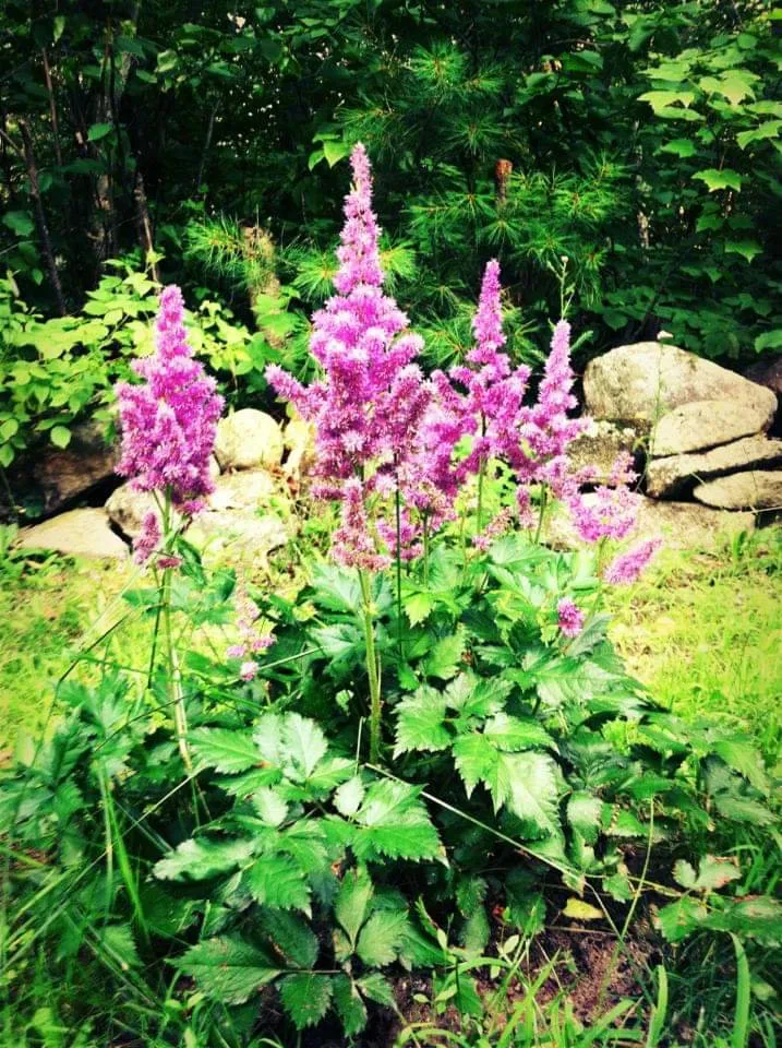 Professional garden landscaping for beautiful yards in Auburn, ME by Fresh Start Landscape