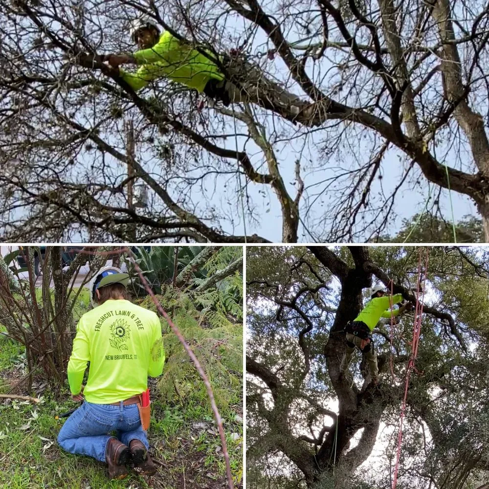 Trusted residential landscaping experts serving New Braunfels, TX - Freshcut Lawn & Tree
