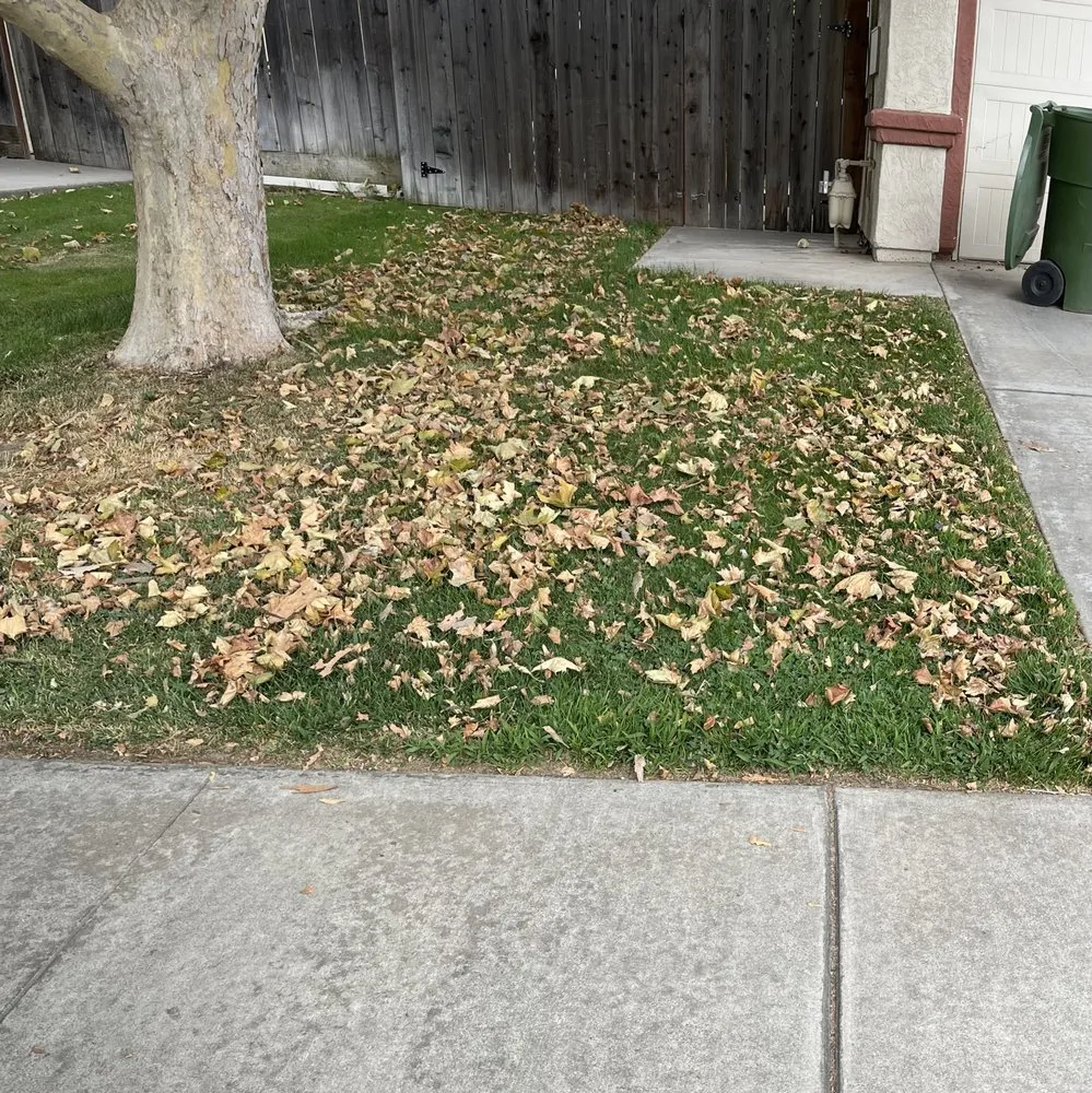 Affordable yard cleanup service experts serving Ripon, CA - Fresher Grass
