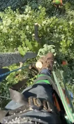 Freshscape Lawn Care and Tree Service