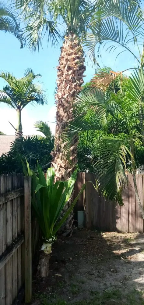 Top-rated lawn care service for outdoor upgrades in Delray Beach, FL by Fresnel’s Landscaping Services