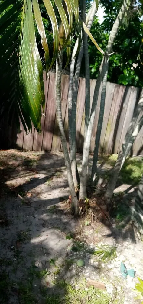 Affordable lawn mowing service experts serving Delray Beach, FL - Fresnel’s Landscaping Services