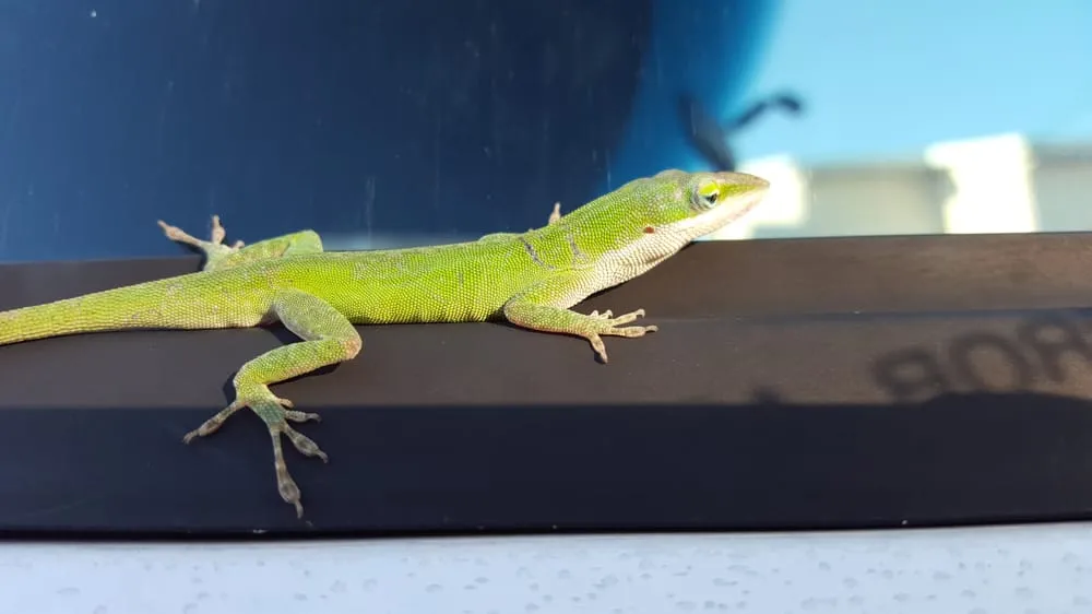 Reliable garden landscaping in Melbourne, FL - Freys Lawn Care service