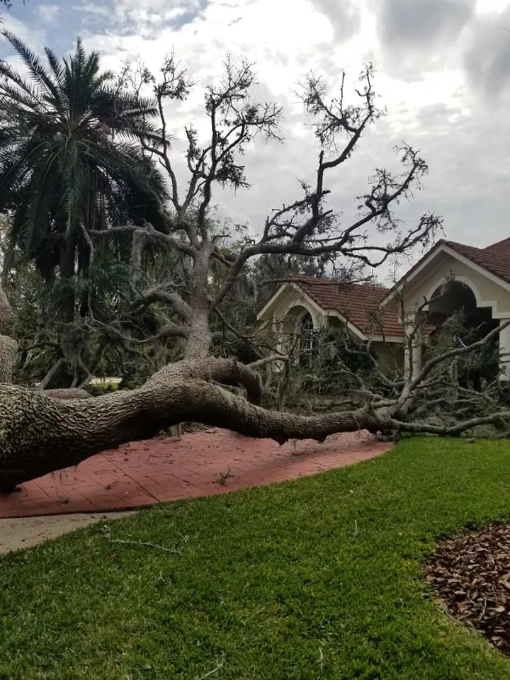 Professional landscape installation for beautiful yards across Sanford, FL - Fricke's Tree Service