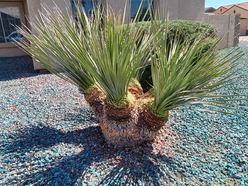 Top-rated yard maintenance experts serving Chandler, AZ - Friellos Landscaping and Maintenance