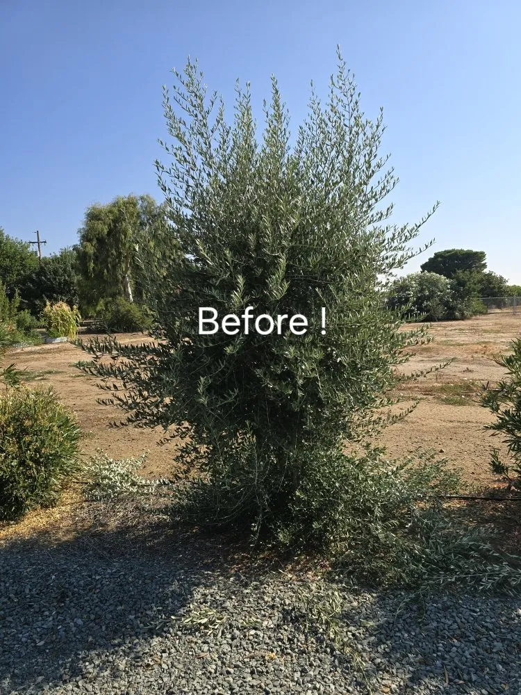 Trusted lawn mowing service in Stockton, CA - Friendly Lawn Care