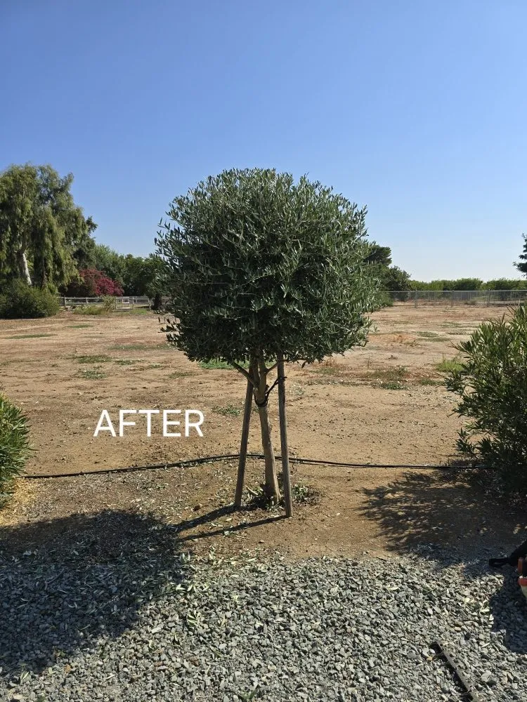 Professional landscaping services in Stockton, CA - Friendly Lawn Care