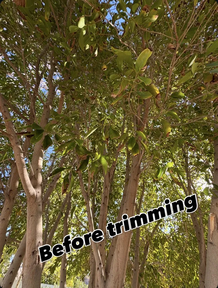 Top-rated residential landscaping in Phoenix, AZ - Friendly Professional Landscaping