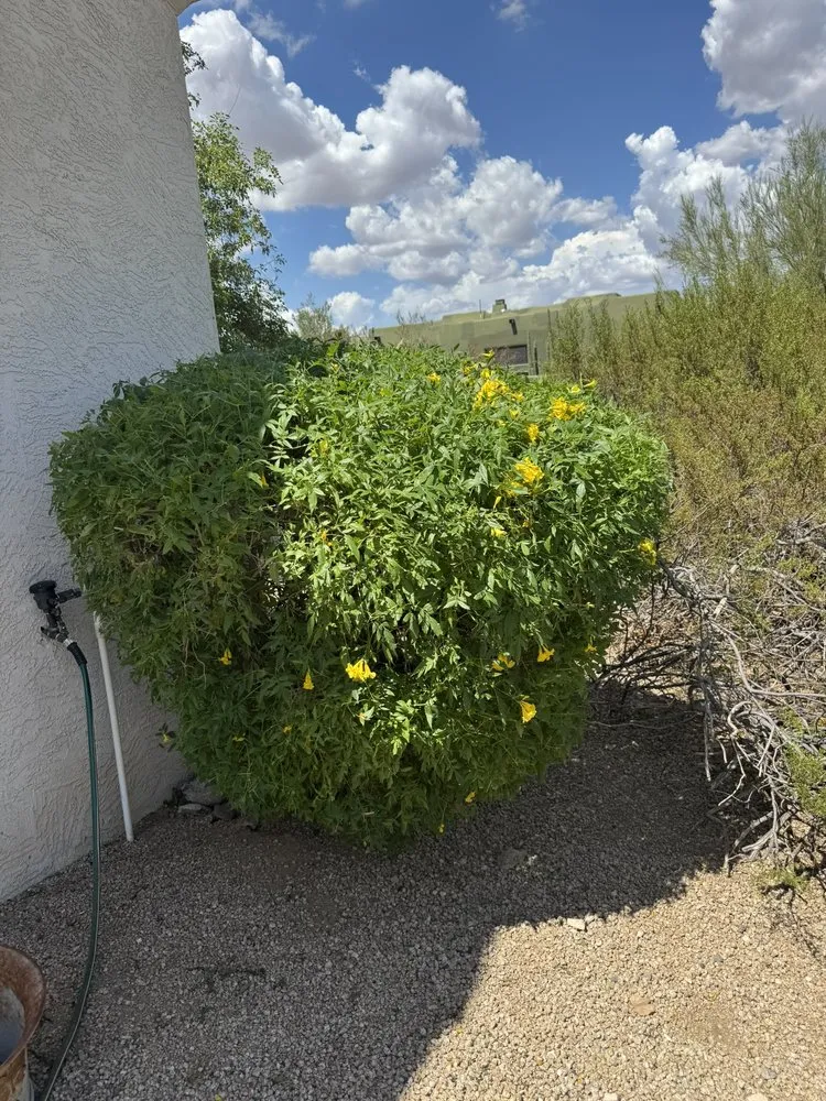 Local residential landscaping in Phoenix, AZ by Friendly Professional Landscaping