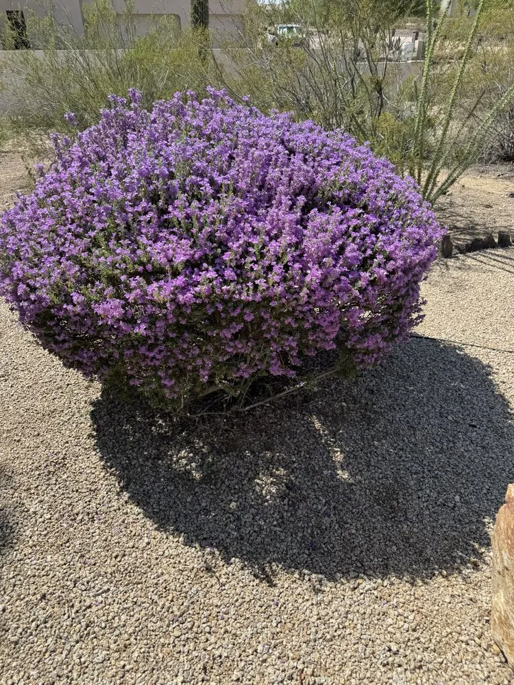 Expert landscape design for year-round maintenance across Phoenix, AZ - Friendly Professional Landscaping