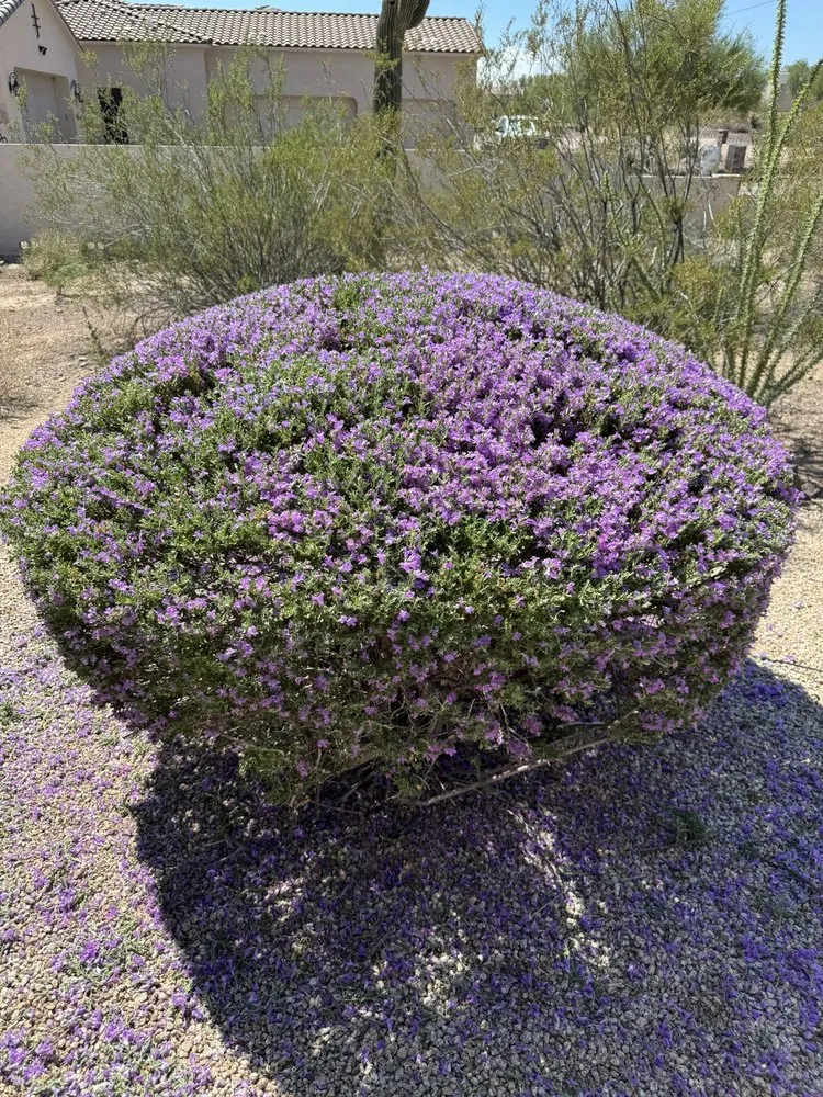 Local lawn care service near you in Phoenix, AZ by Friendly Professional Landscaping