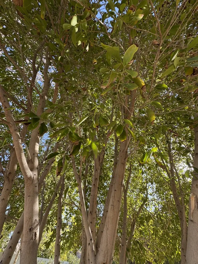 Expert yard maintenance in Phoenix, AZ by Friendly Professional Landscaping