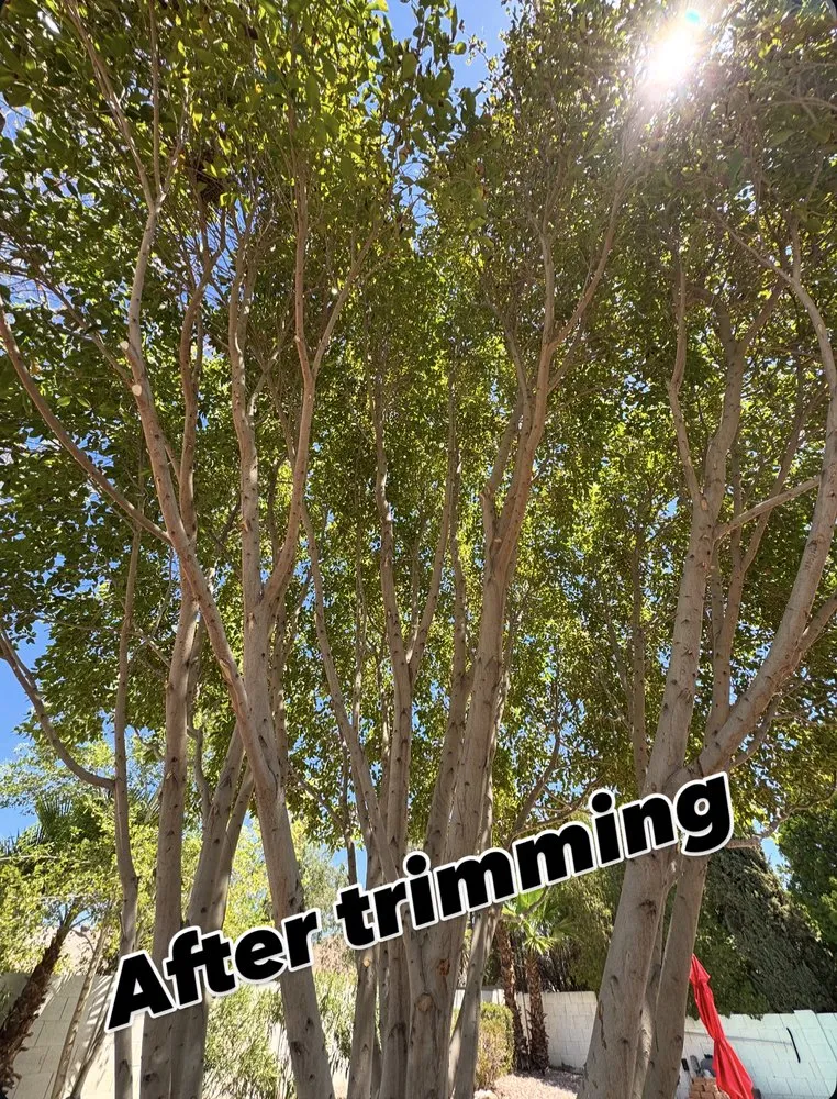 Trusted residential landscaping in Phoenix, AZ by Friendly Professional Landscaping