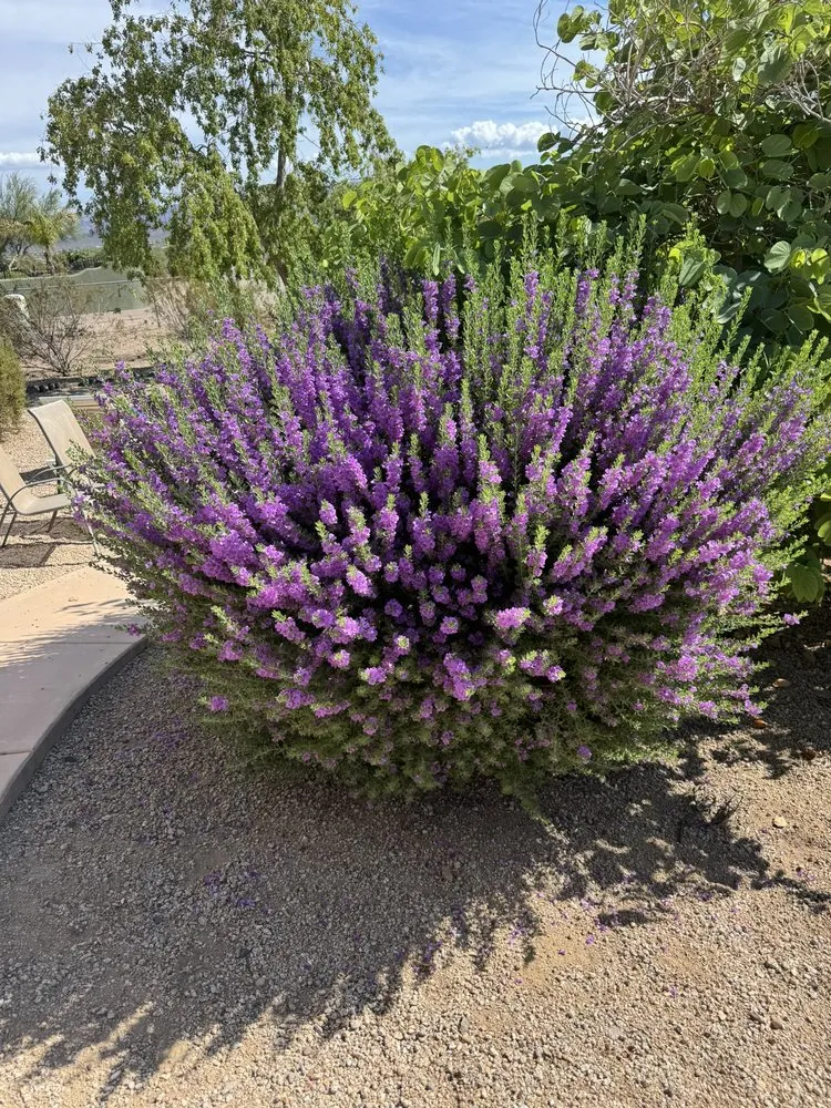 Trusted yard cleanup service in Phoenix, AZ by Friendly Professional Landscaping