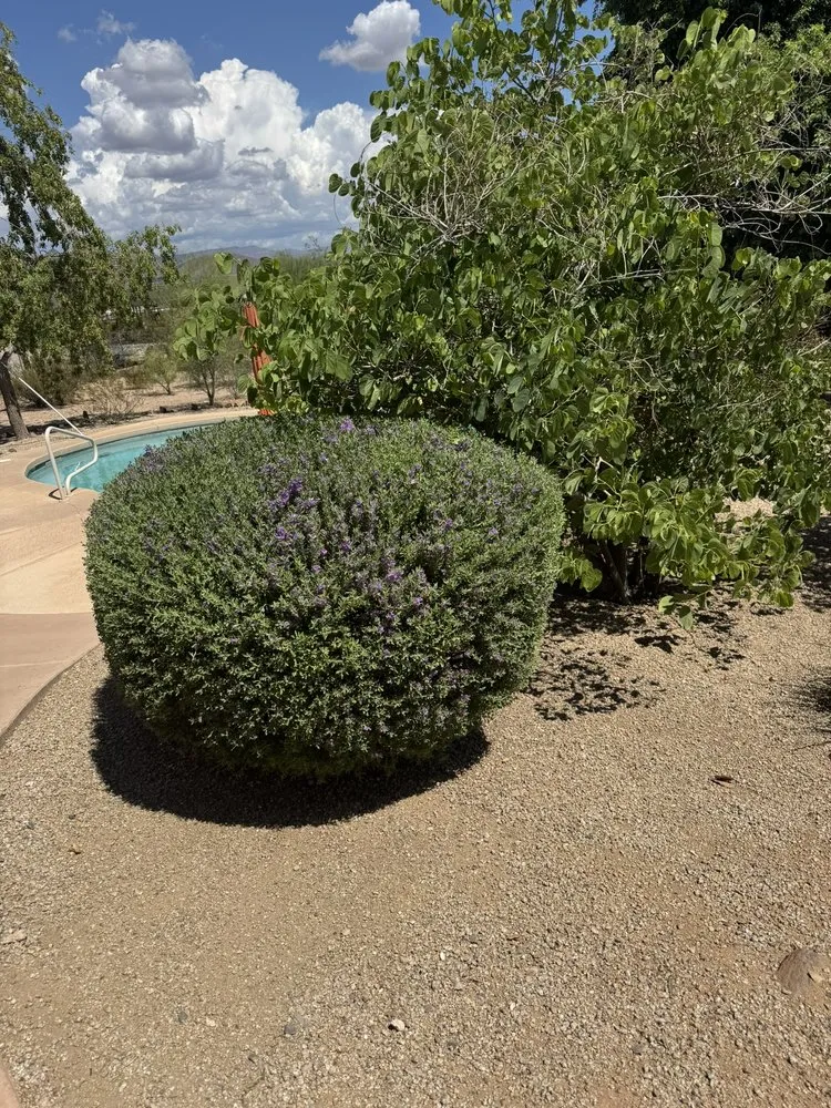 Professional landscaping services near you in Phoenix, AZ by Friendly Professional Landscaping
