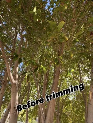 Friendly Professional Landscaping Logo