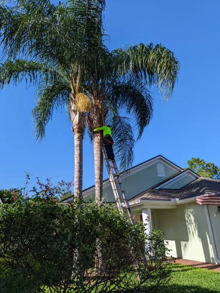 Custom lawn care service in Merritt Island, FL by Friendly Touch Tree Service