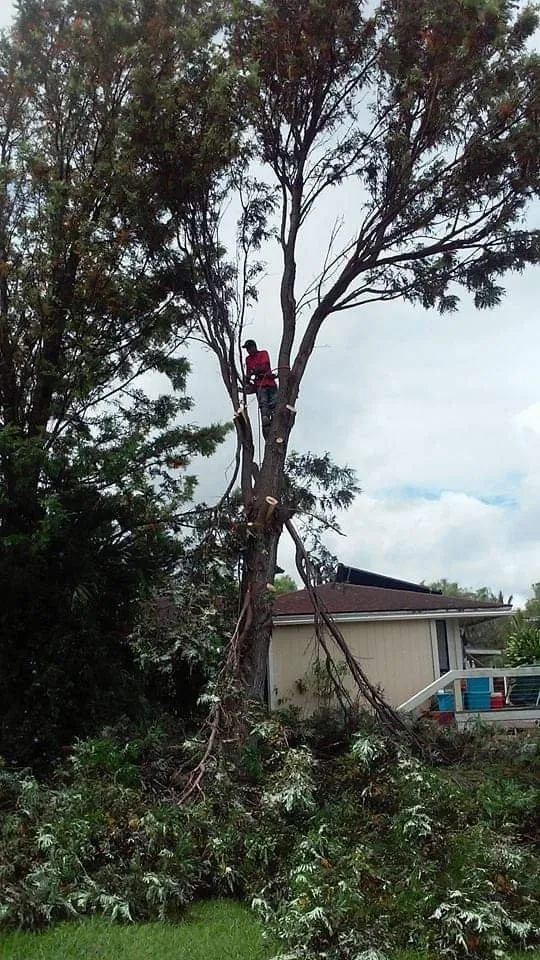 Affordable garden landscaping in Makawao, HI - Friendly Tree & Landscaping Services
