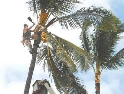 Trusted garden landscaping experts serving Makawao, HI - Friendly Tree & Landscaping Services