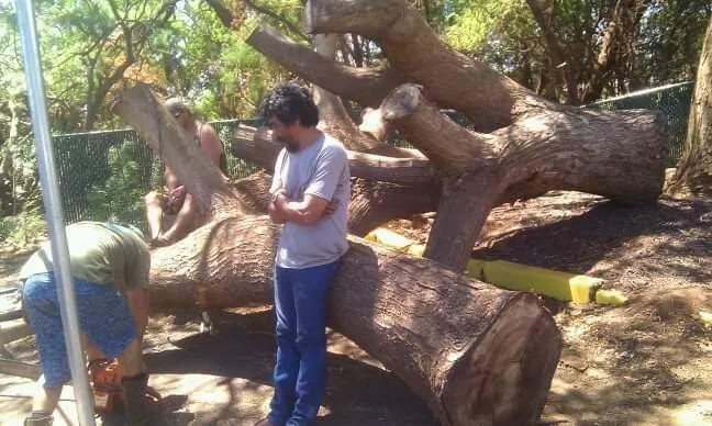 Professional yard cleanup service for residential properties in Makawao, HI by Friendly Tree & Landscaping Services