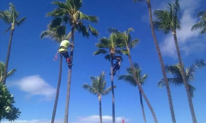 Expert landscape design in Makawao, HI - Friendly Tree & Landscaping Services