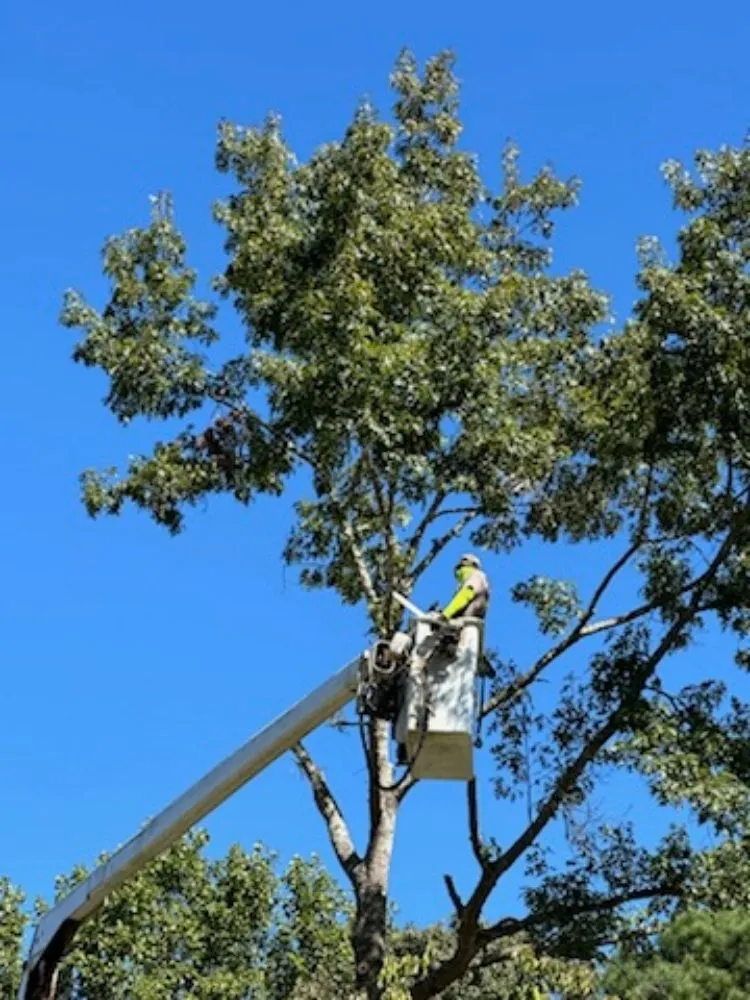 Expert residential landscaping for outdoor upgrades in Irondale, AL by Frierson Lawn & Tree Service