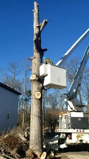 Professional yard cleanup service near you across Irondale, AL - Frierson Lawn & Tree Service