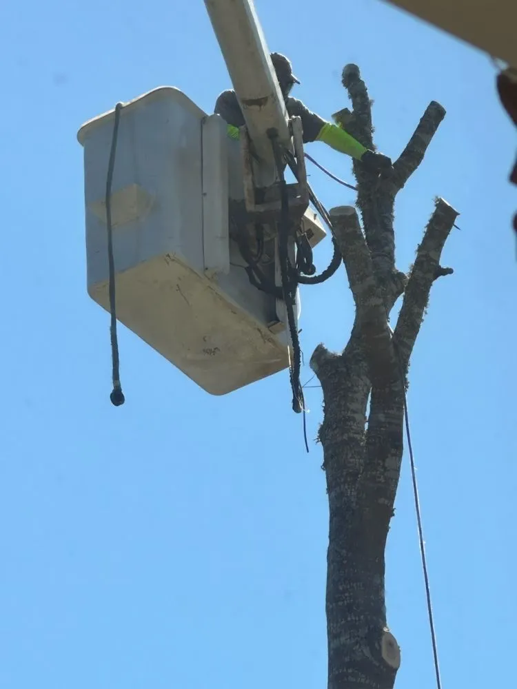 Top-rated landscape installation in Irondale, AL - Frierson Lawn & Tree Service