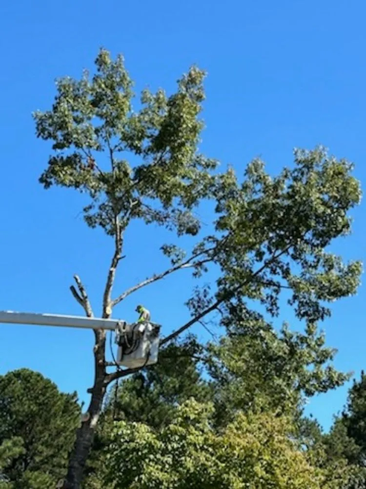 Local landscaping services near you in Irondale, AL by Frierson Lawn & Tree Service