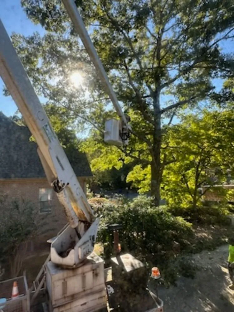 Affordable lawn mowing service experts serving Irondale, AL - Frierson Lawn & Tree Service