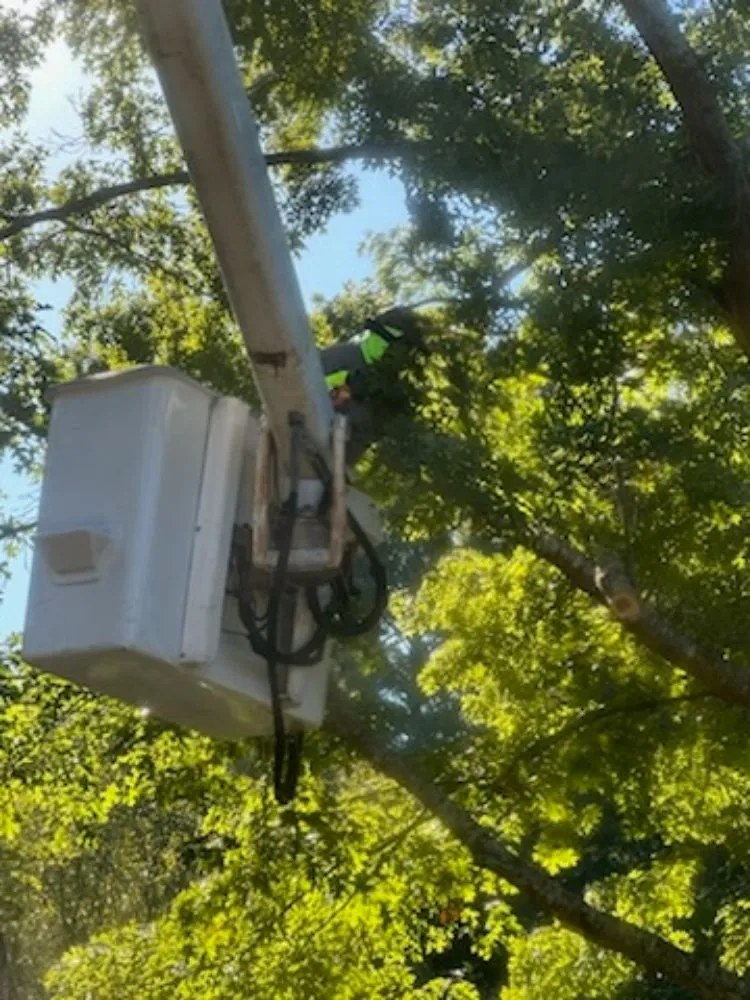 Expert landscaping services in Irondale, AL - Frierson Lawn & Tree Service