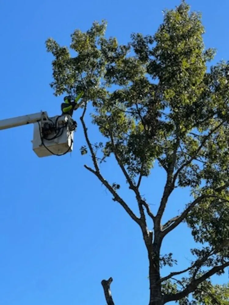 Top-rated landscape installation for year-round maintenance across Irondale, AL - Frierson Lawn & Tree Service