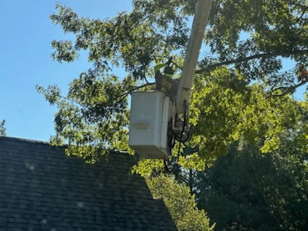 Local yard cleanup service experts serving Irondale, AL - Frierson Lawn & Tree Service