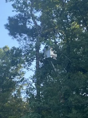 Frierson Lawn & Tree Service