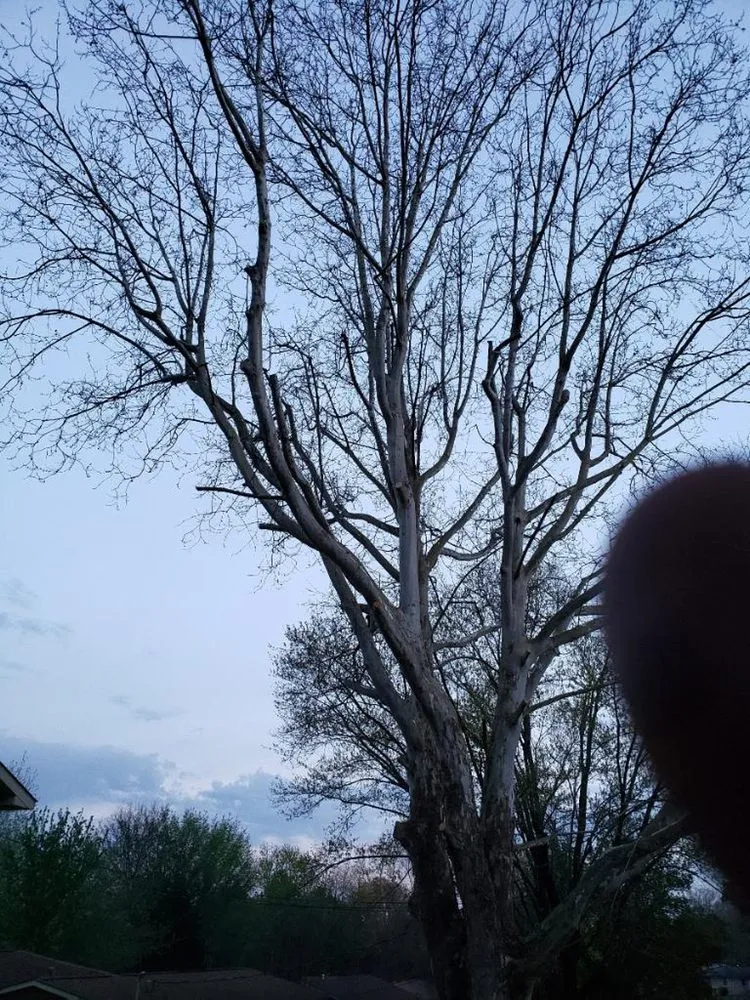 Custom outdoor landscaping in Bessemer, AL - Frierson Tree Service