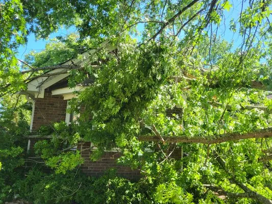 Frierson Tree Service Logo