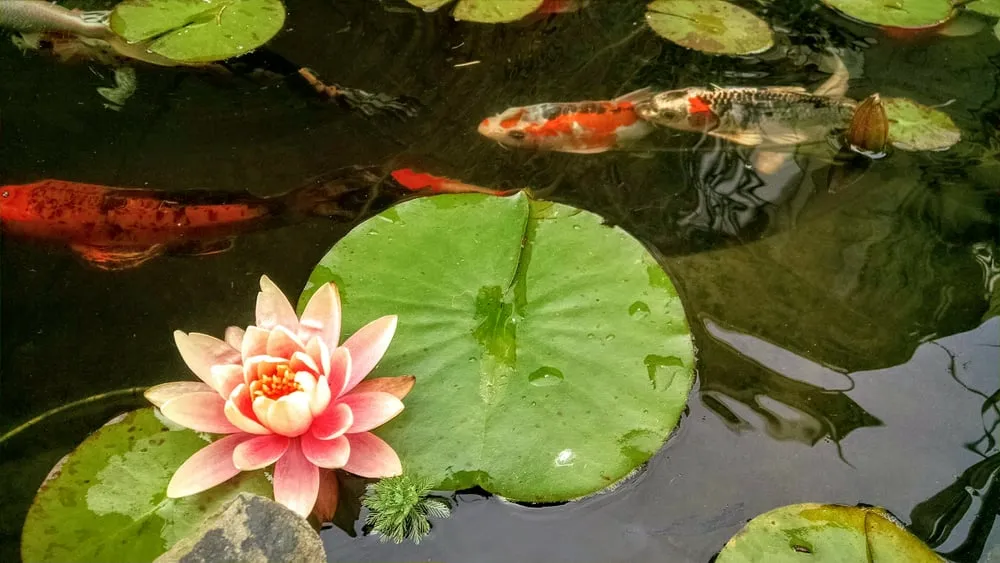 Expert yard cleanup service in Rochester, NY by Frisbees Landscaping Ponds & Patios