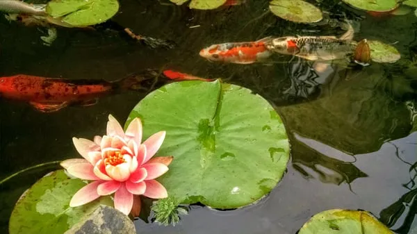 Frisbees Landscaping Ponds & Patios Logo