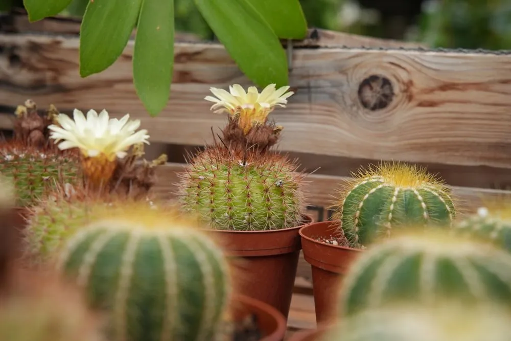 Professional yard maintenance in Defiance, MO - Frisella Nursery