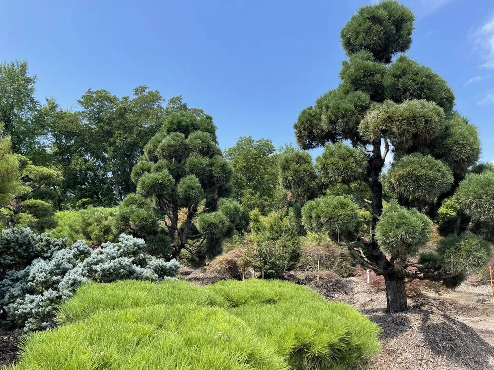 Top-rated landscape design in Defiance, MO by Frisella Nursery