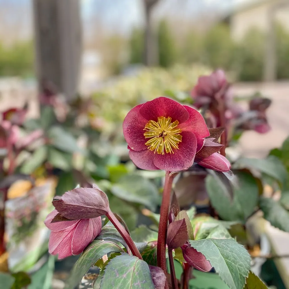 Expert residential landscaping for homes across Defiance, MO - Frisella Nursery