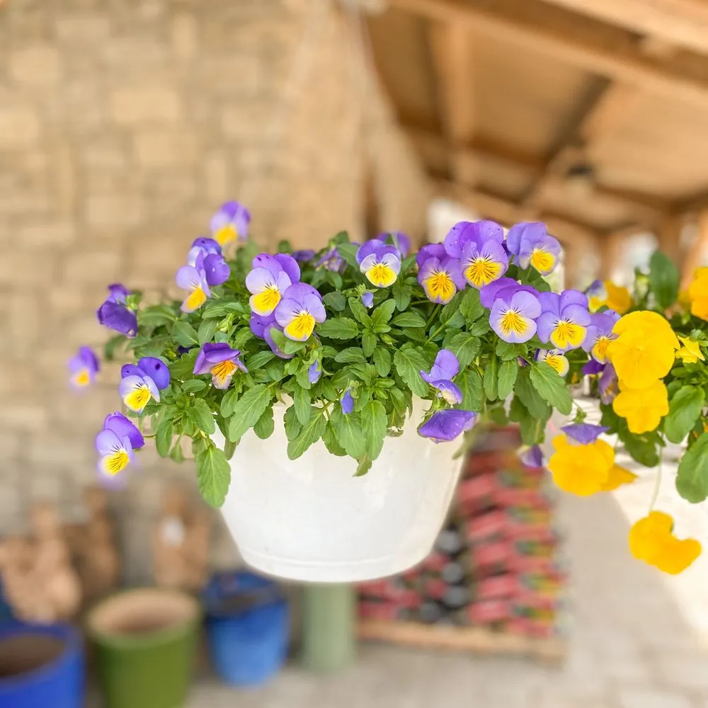 Reliable landscape installation for residential properties across Defiance, MO - Frisella Nursery