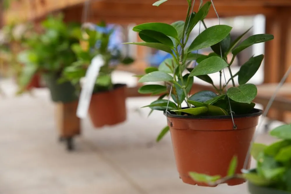 Expert garden landscaping in Defiance, MO by Frisella Nursery