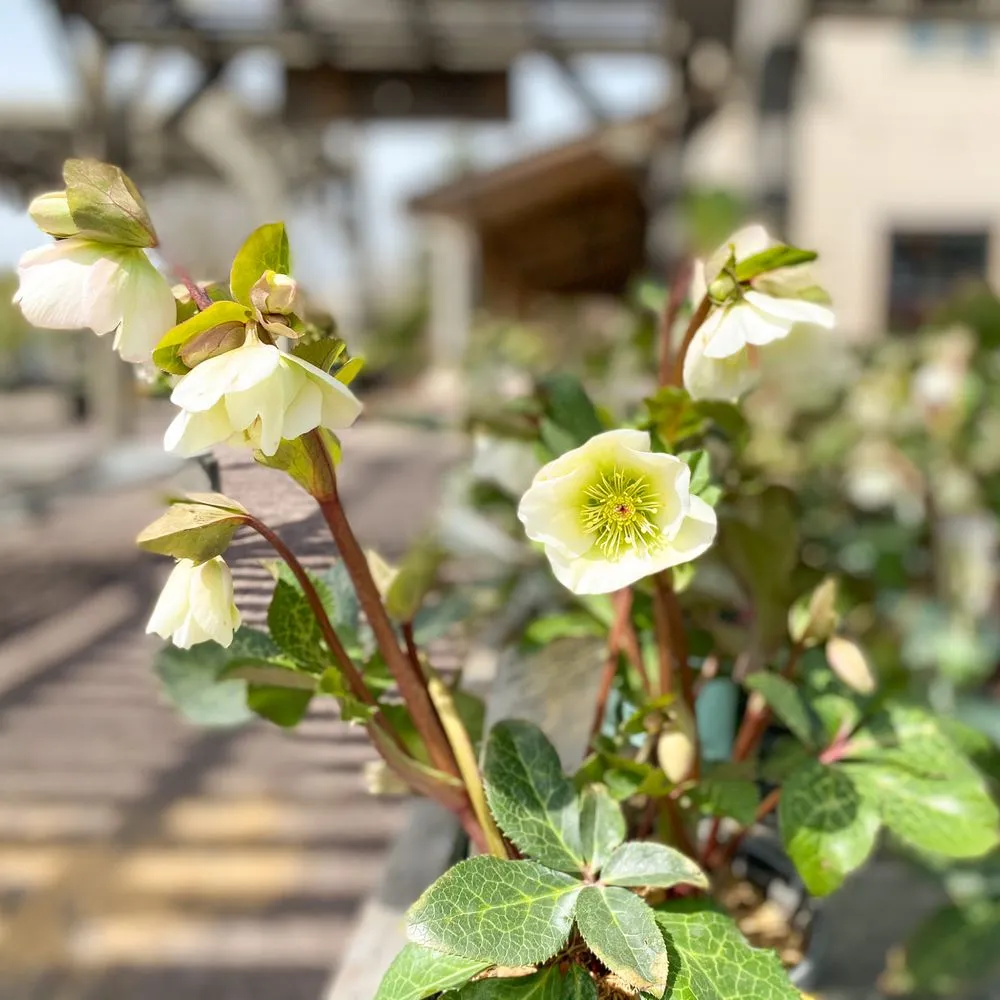 Local yard maintenance in Defiance, MO by Frisella Nursery