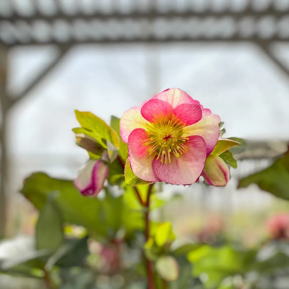 Top-rated garden landscaping for outdoor upgrades across Defiance, MO - Frisella Nursery