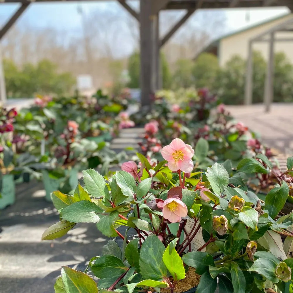 Local residential landscaping in Defiance, MO - Frisella Nursery